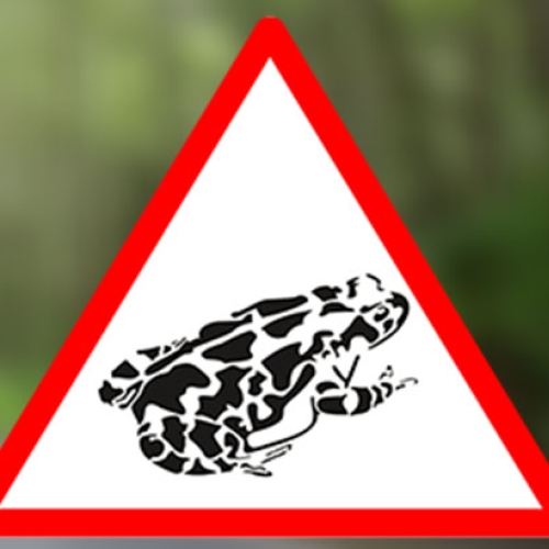 Toad-sign_web.jpg