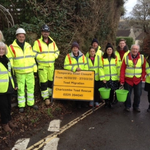 Toad rescue 2022.jpg